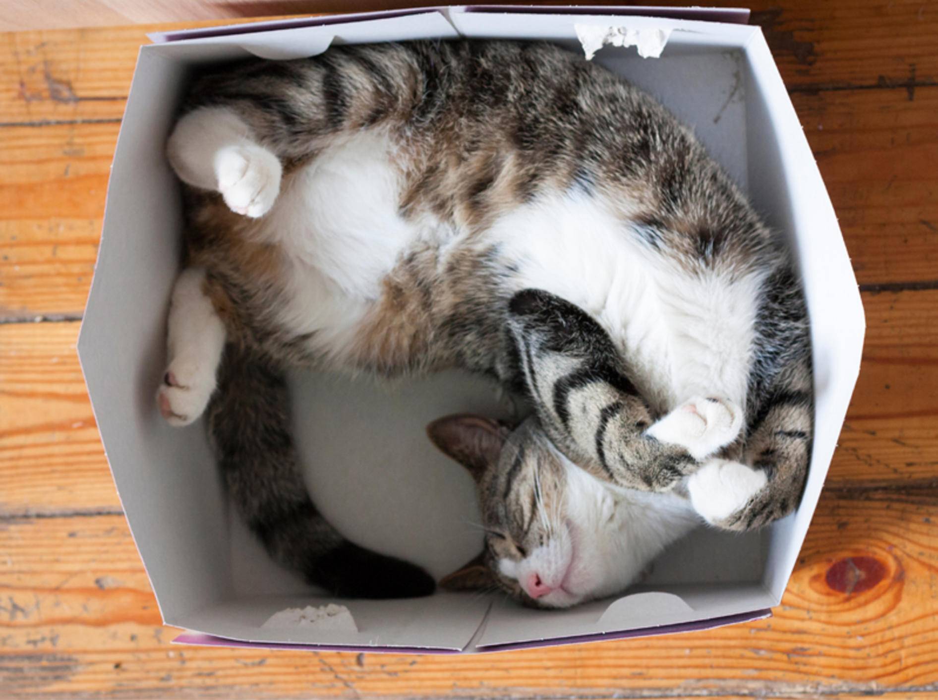 Im Karton schlafen? Kein Problem für Katzen! - Bild: Shutterstock / klevers