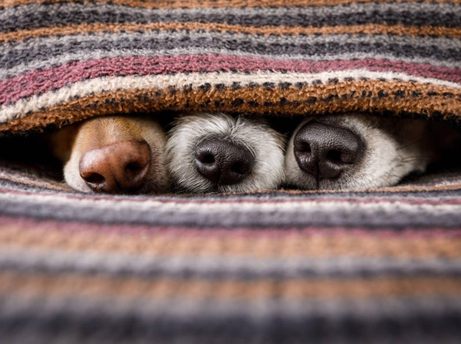 Eine neue Studie hat herausgefunden: Hunderassen unterscheiden sich nicht nur im Aussehen - Bild: Shutterstock / Javier Brosch