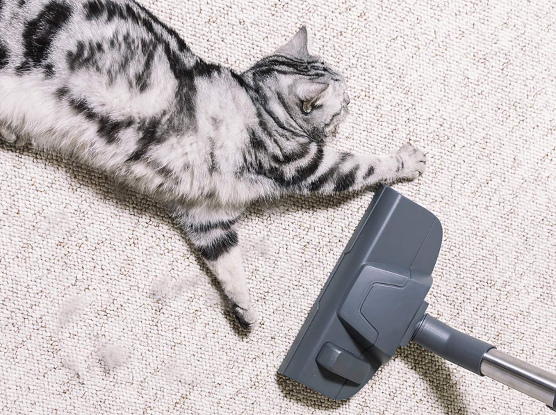 Viele Katzen haben Respekt vor dem "Staubsaugmonster" - Bild: Shutterstock / Mr_Mrs_Marcha