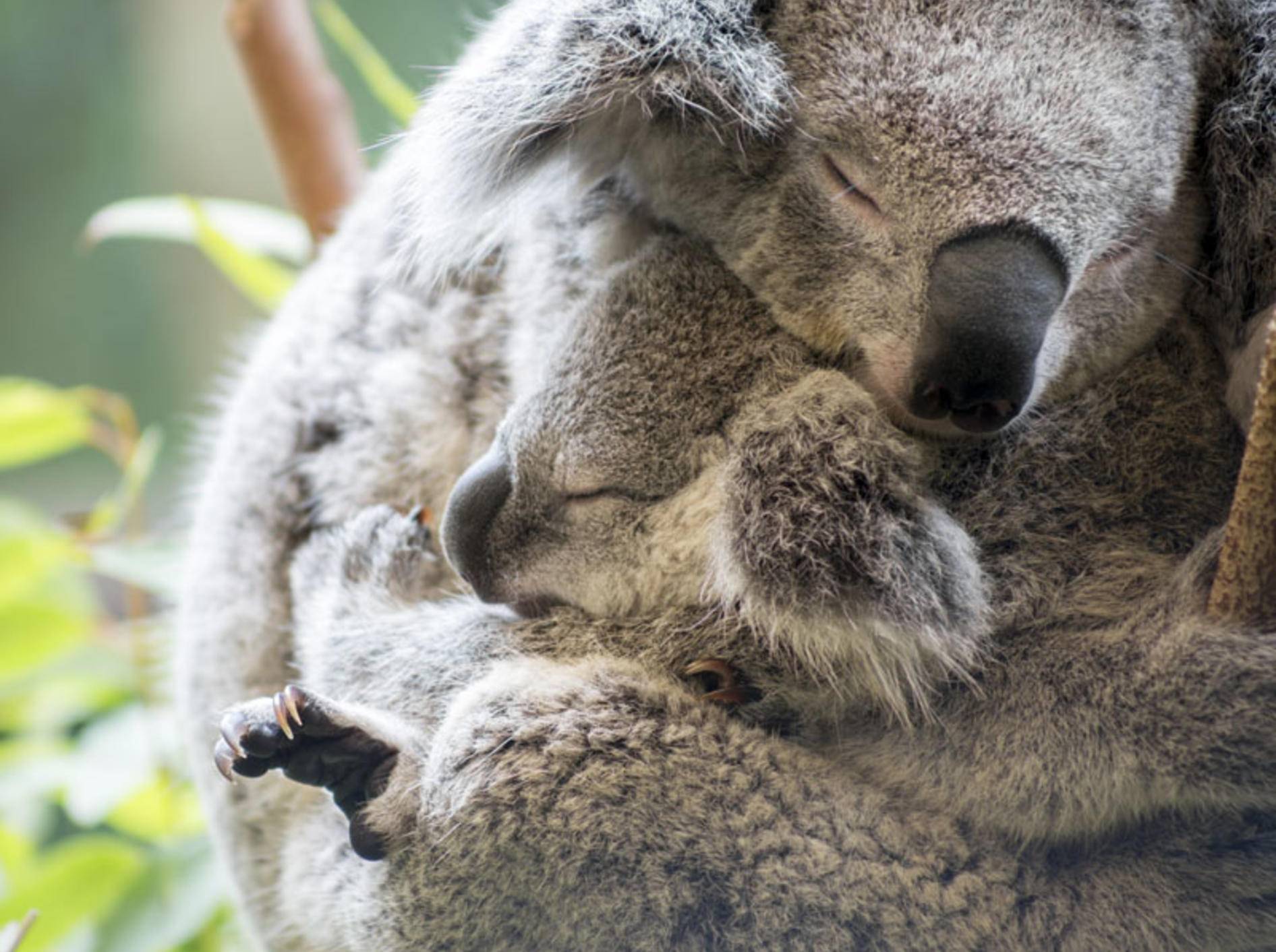 Buschfeuer in Australien: Eine Koala-Mama bewahrte ihr Baby vor dem Schlimmsten - Shutterstock / Kylie Ellway