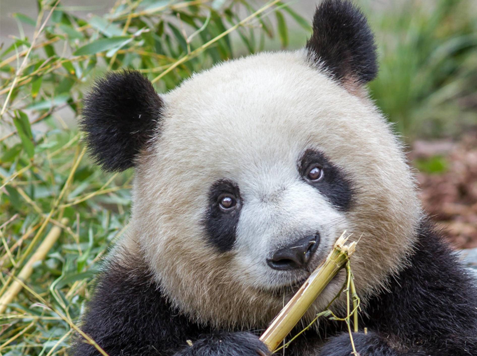 Panda-Dame Meng Meng ist zum ersten Mal Mama geworden - Bild: Zoo Berlin