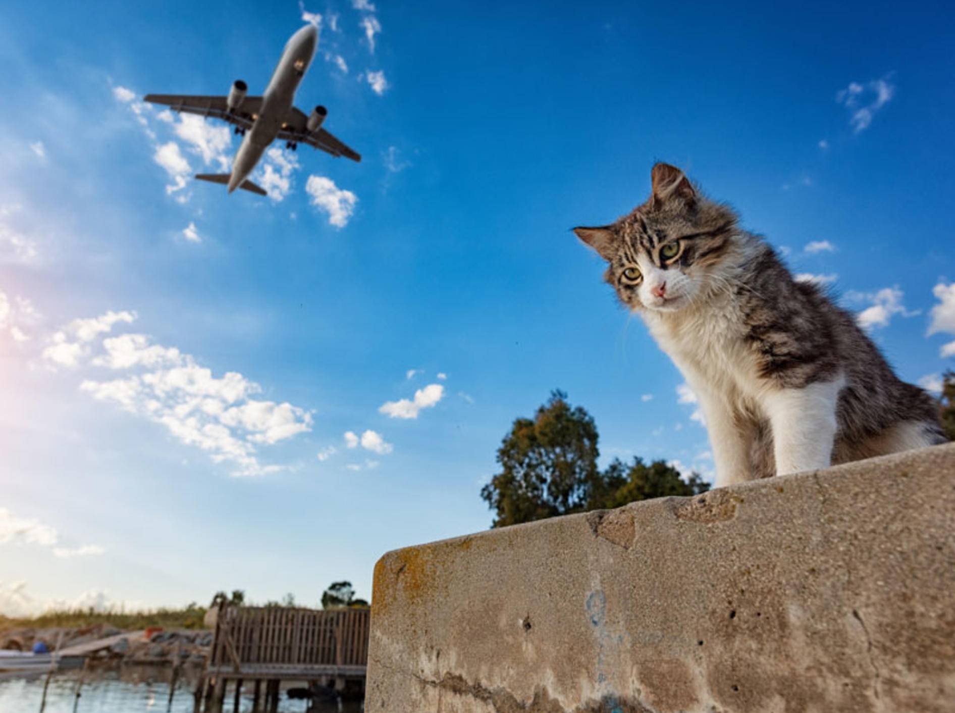 Sie wollen eine Katze im Flugzeug mitnehmen? Die Voraussetzungen sind bei jeder Fluglinie unterschiedlich - Bild: Shutterstock / Stefano Garau