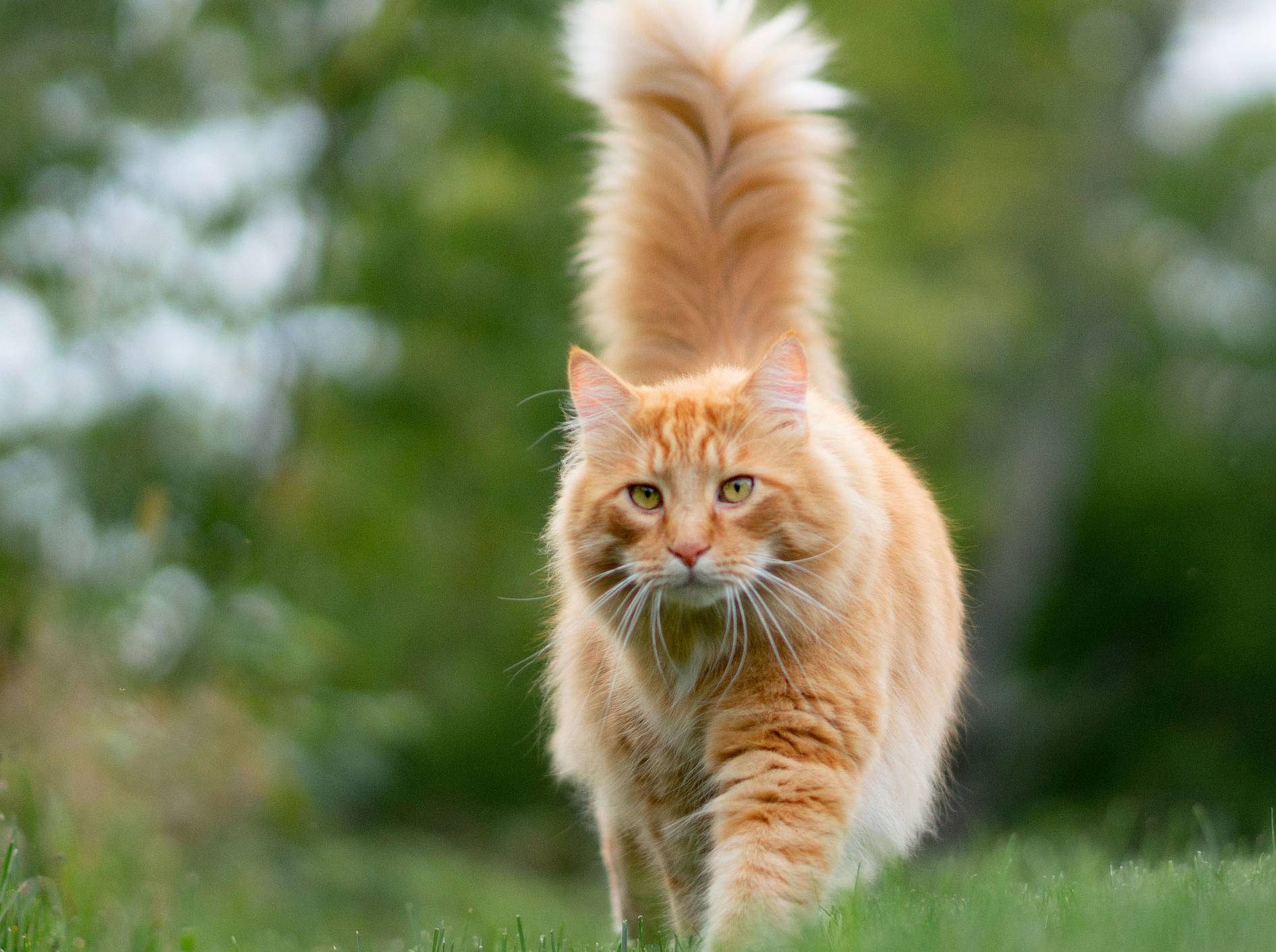 rote Katze läuft mit erhobenem Schwanz über eine Wiese