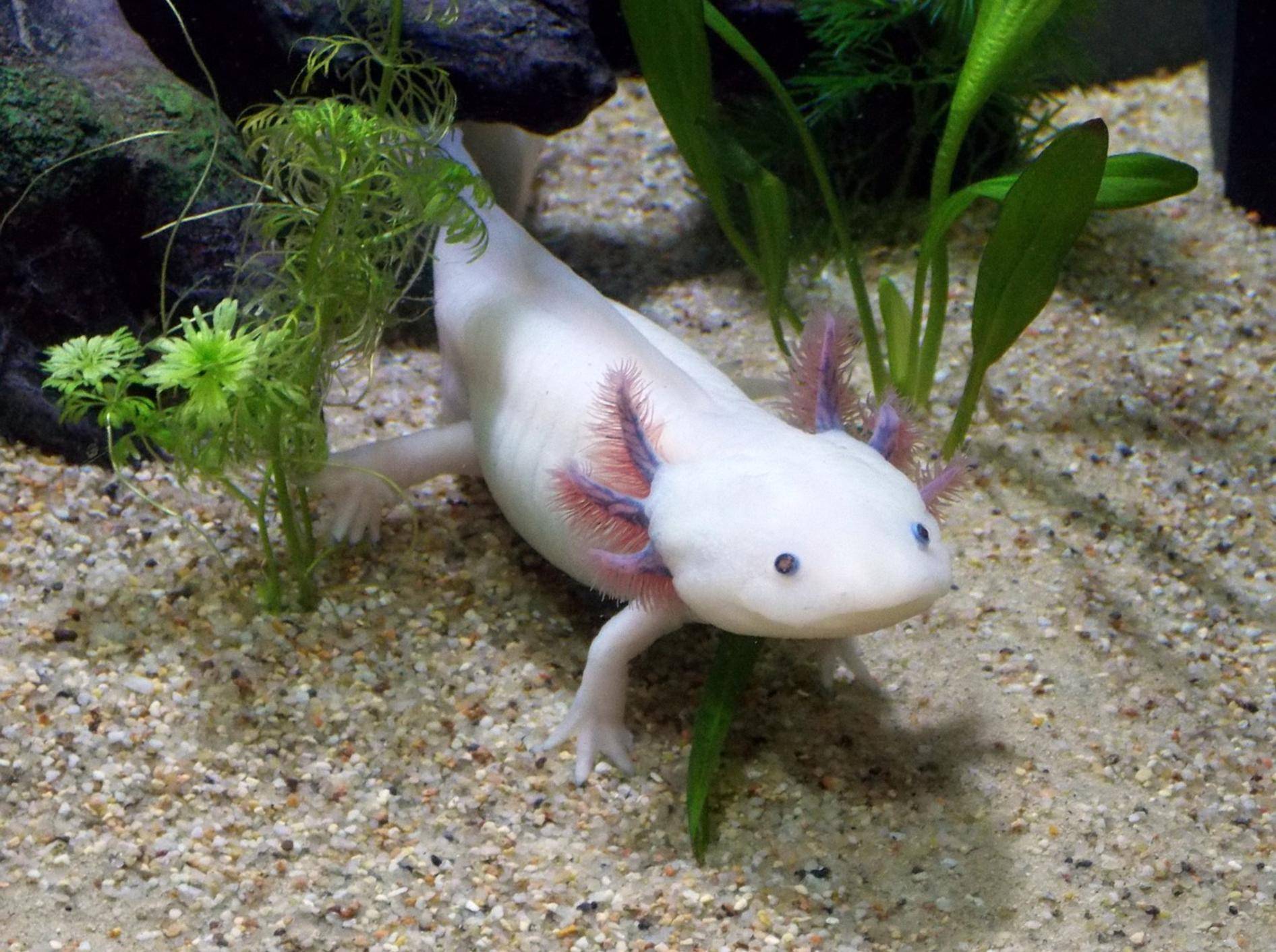 Ein weißer Axolotl im Aquarium zwischen zwei Grünpflanzen.