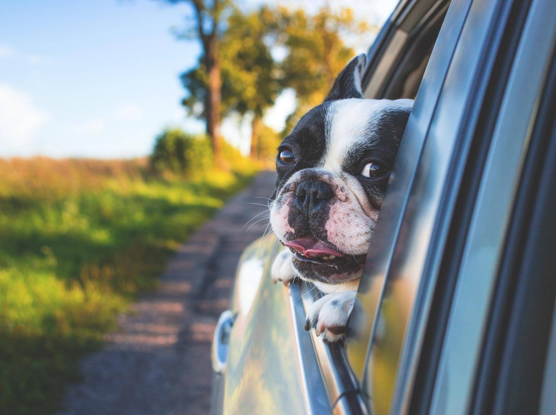 Kleiner Hund schaut während der Fahrt aus einem offenen Autofenster.