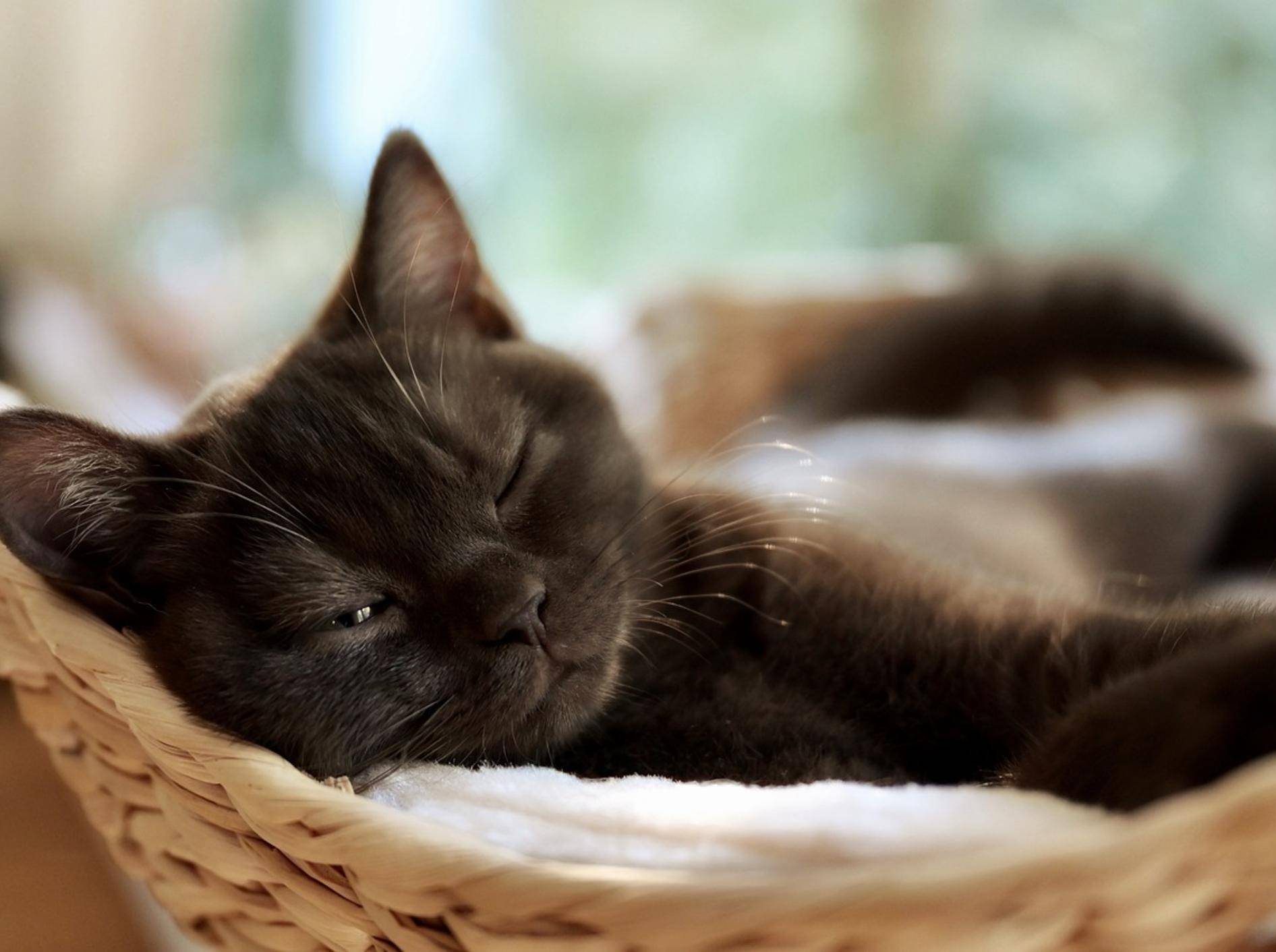 Nahaufnahme einer schlafenden schwarzen Katze im Körbchen.