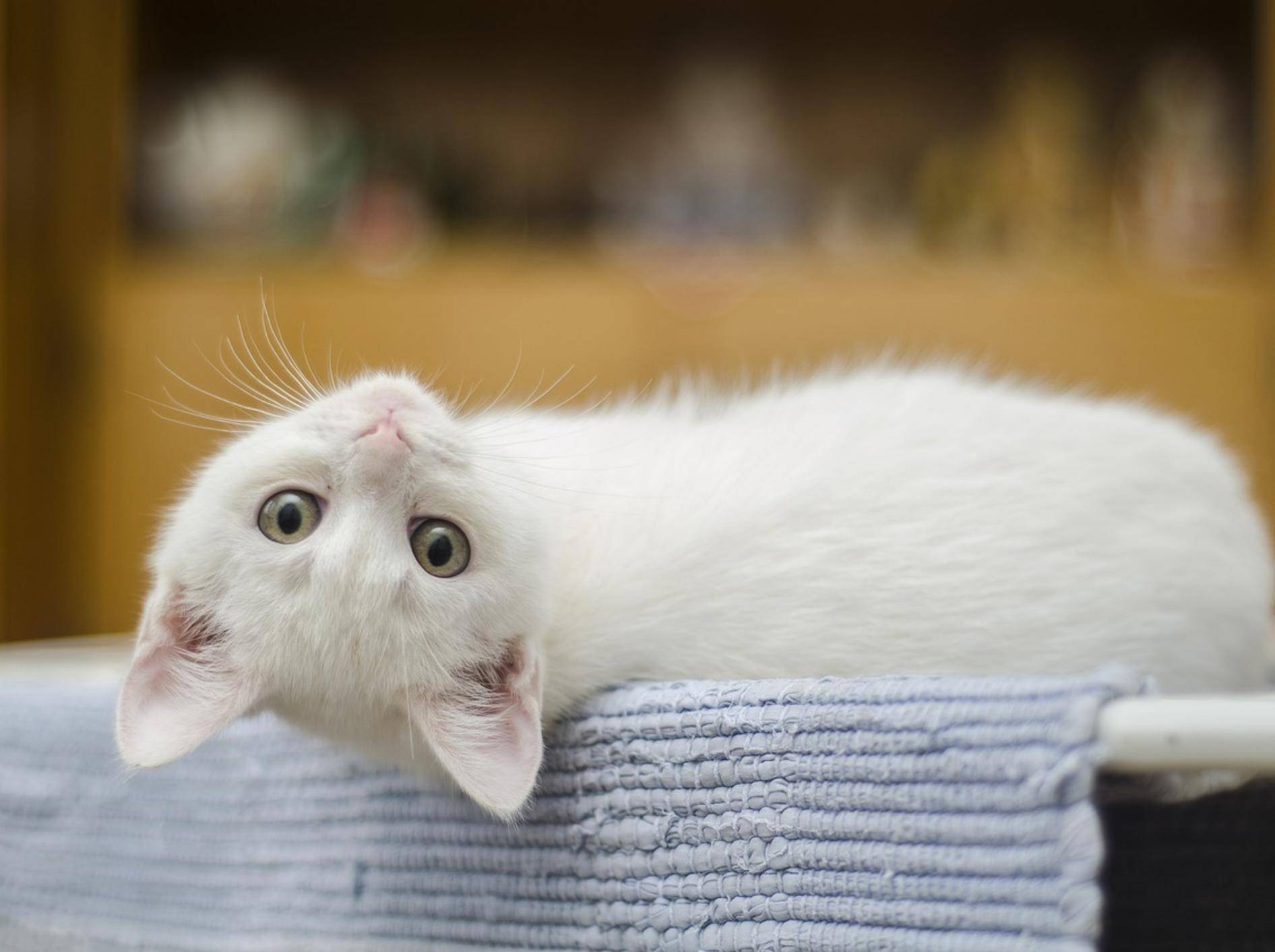 Eine junge weiße Katze liegt auf dem Rücken und schaut mit gedrehtem Kopf in die Kamera.