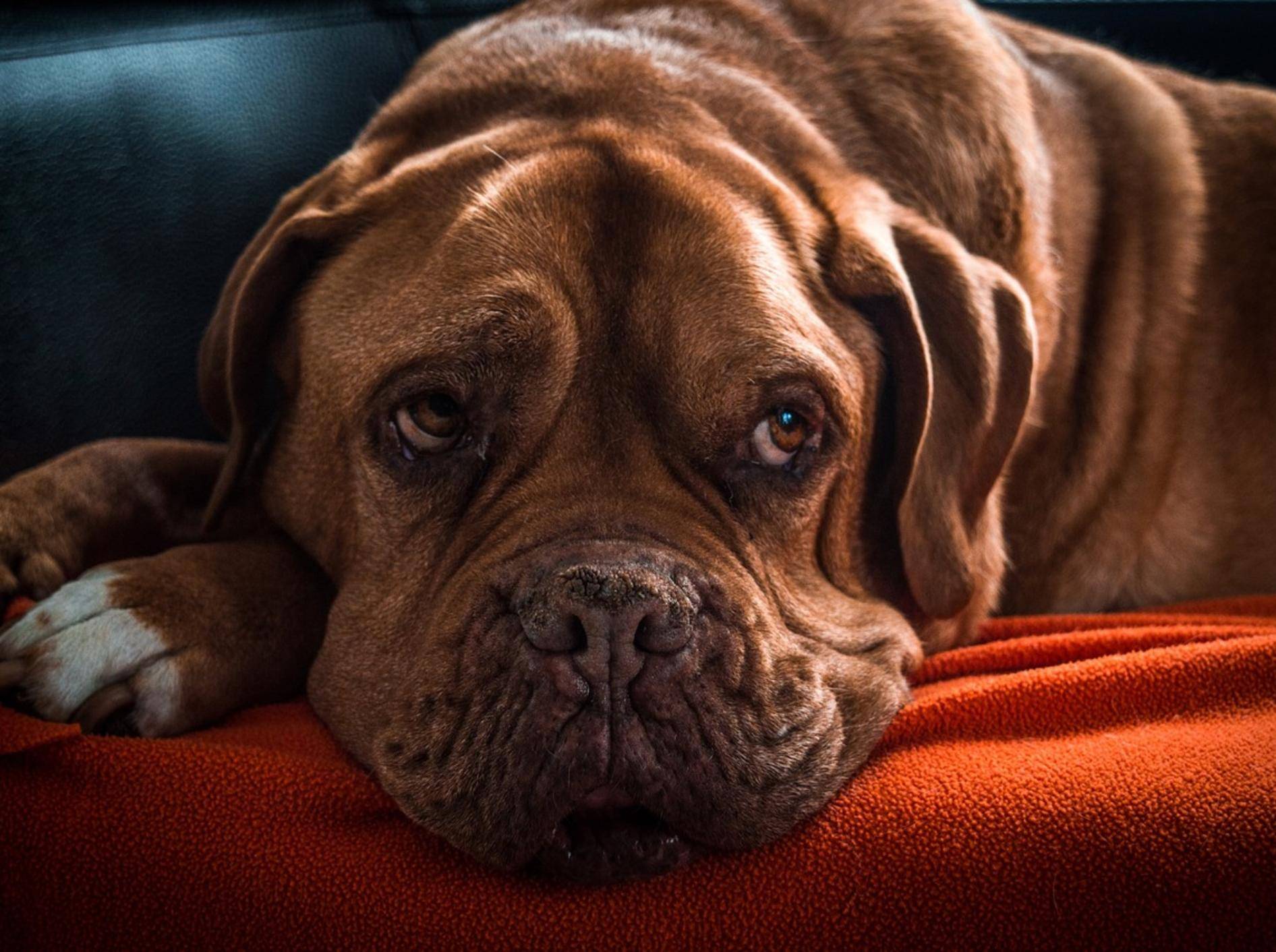 Nahaufnahme eines großen braunen Hundes, der auf einer orangeroten Decke liegt.
