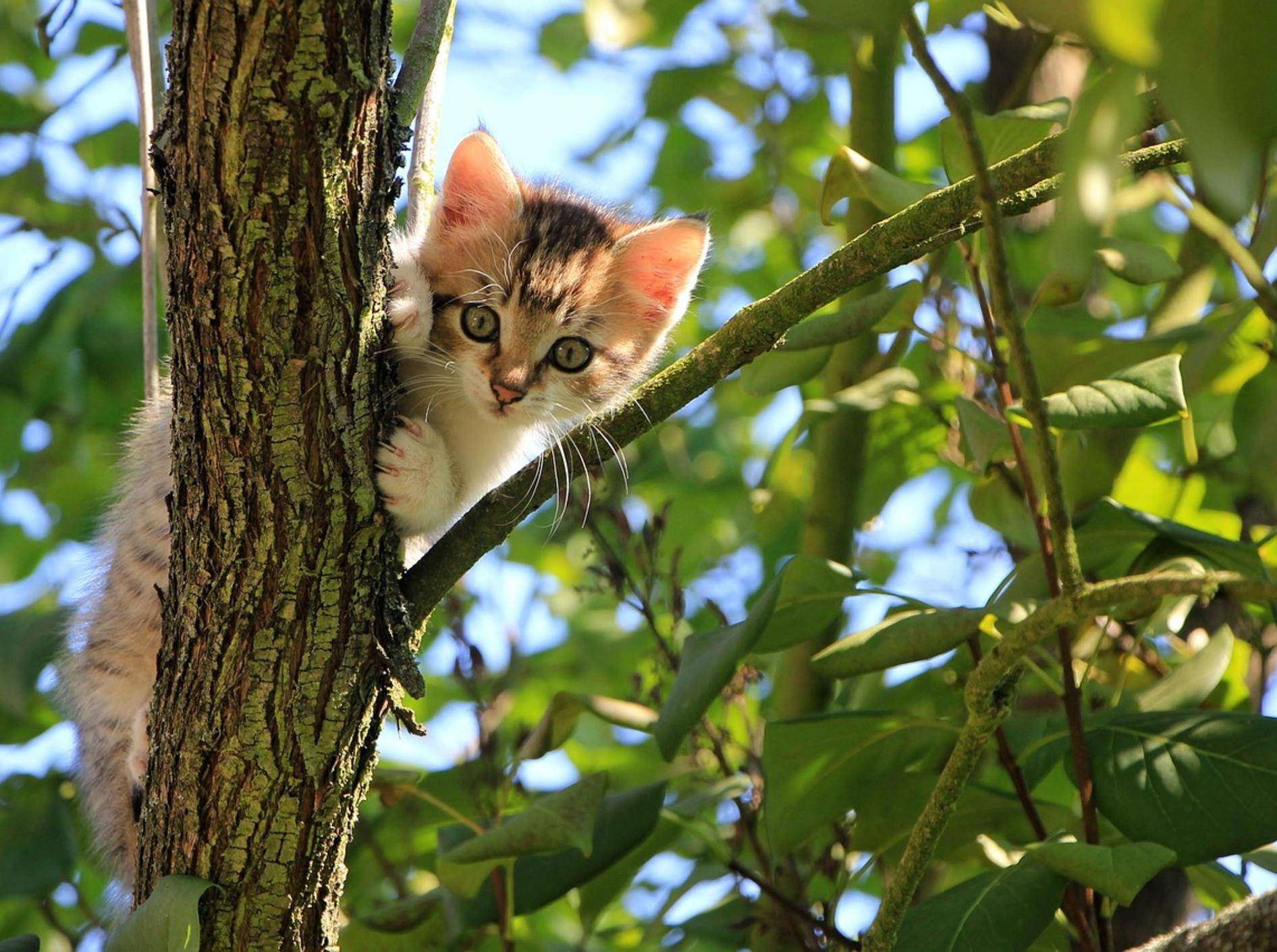 Eine junge Katze sitzt in einem Baum zwischen Blattwerk.