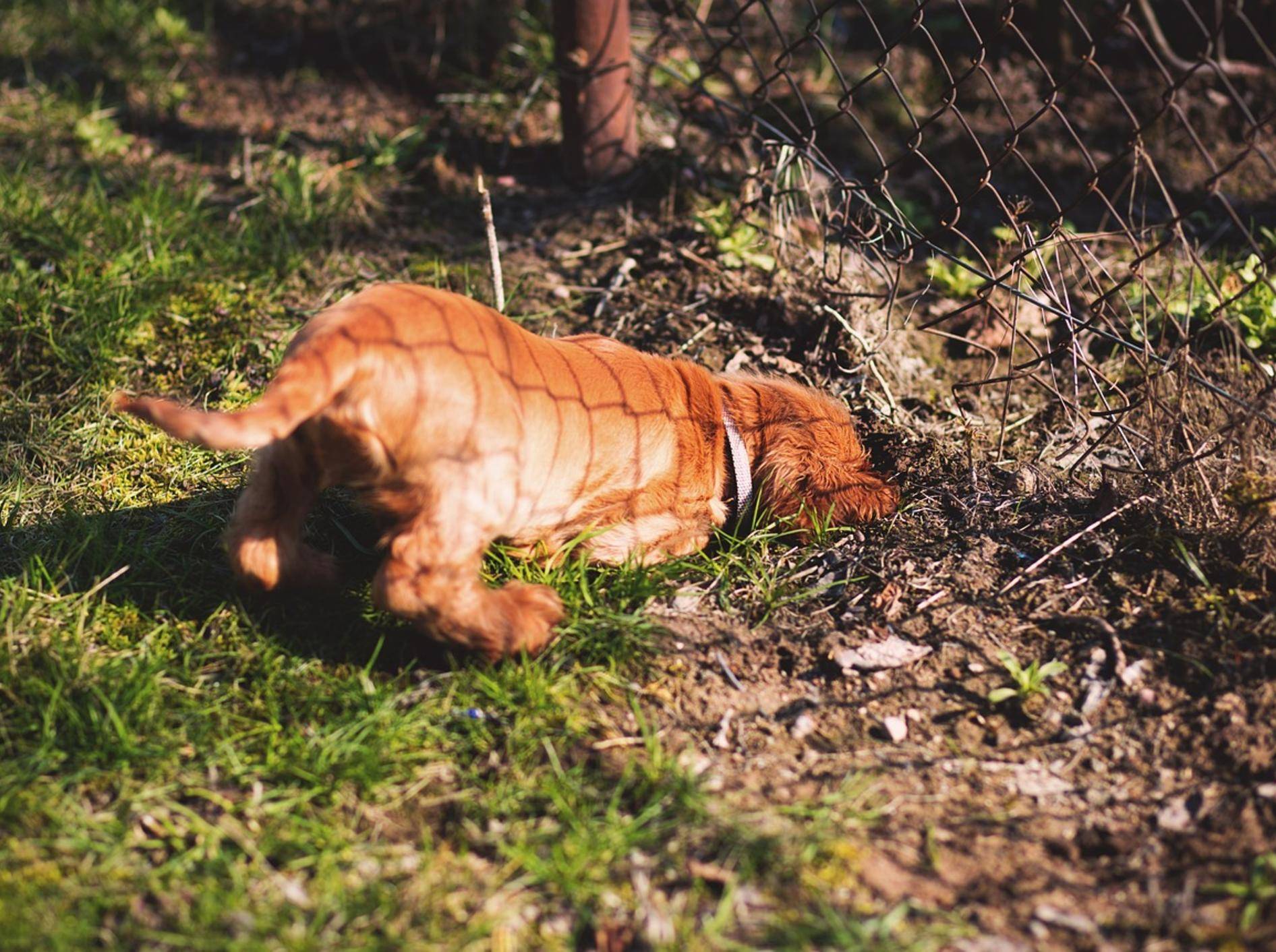 Ein kleiner Hund gräbt neben einem Maschendrahtzaun ein Loch in die Erde.