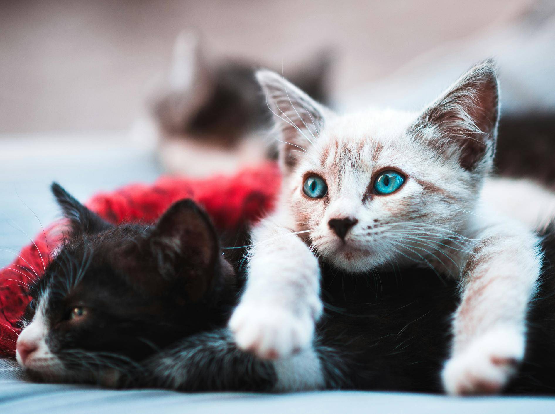 Ein helles Kitten liegt halb auf einem schwarzen Kitten.