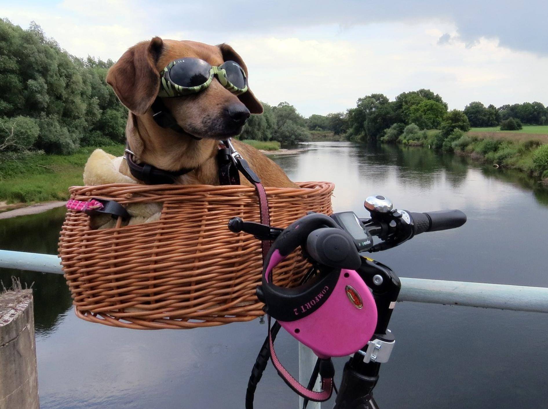 Ein kleiner Hund sitzt in einem Fahrradkorb und trägt eine Sonnenbrille.