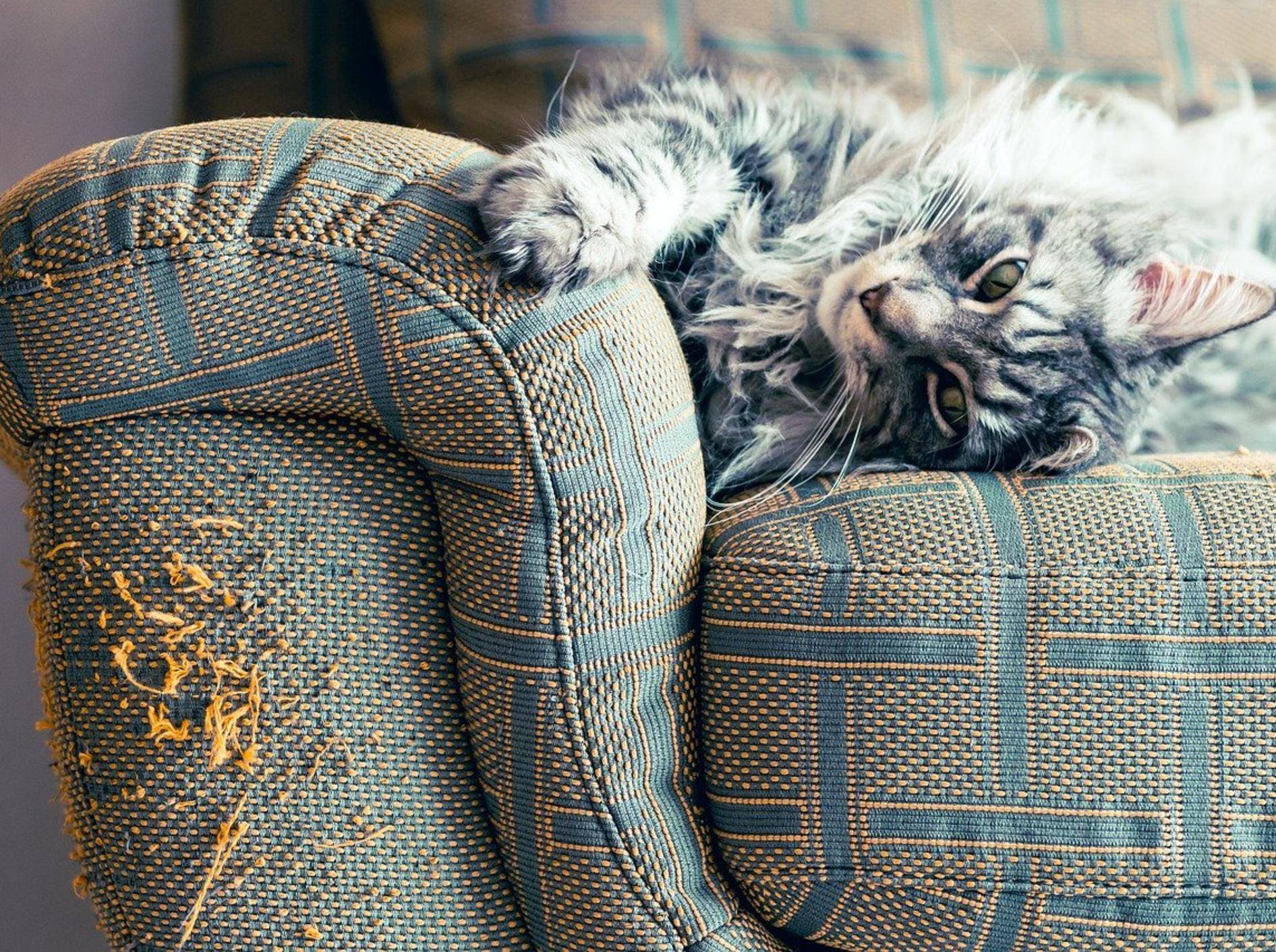 Eine grau-weiß-getigerte Katze liegt auf einem Sofa. Eine Armlehne des Sofas zeigt starke Kratzspuren von den Katzenkrallen.