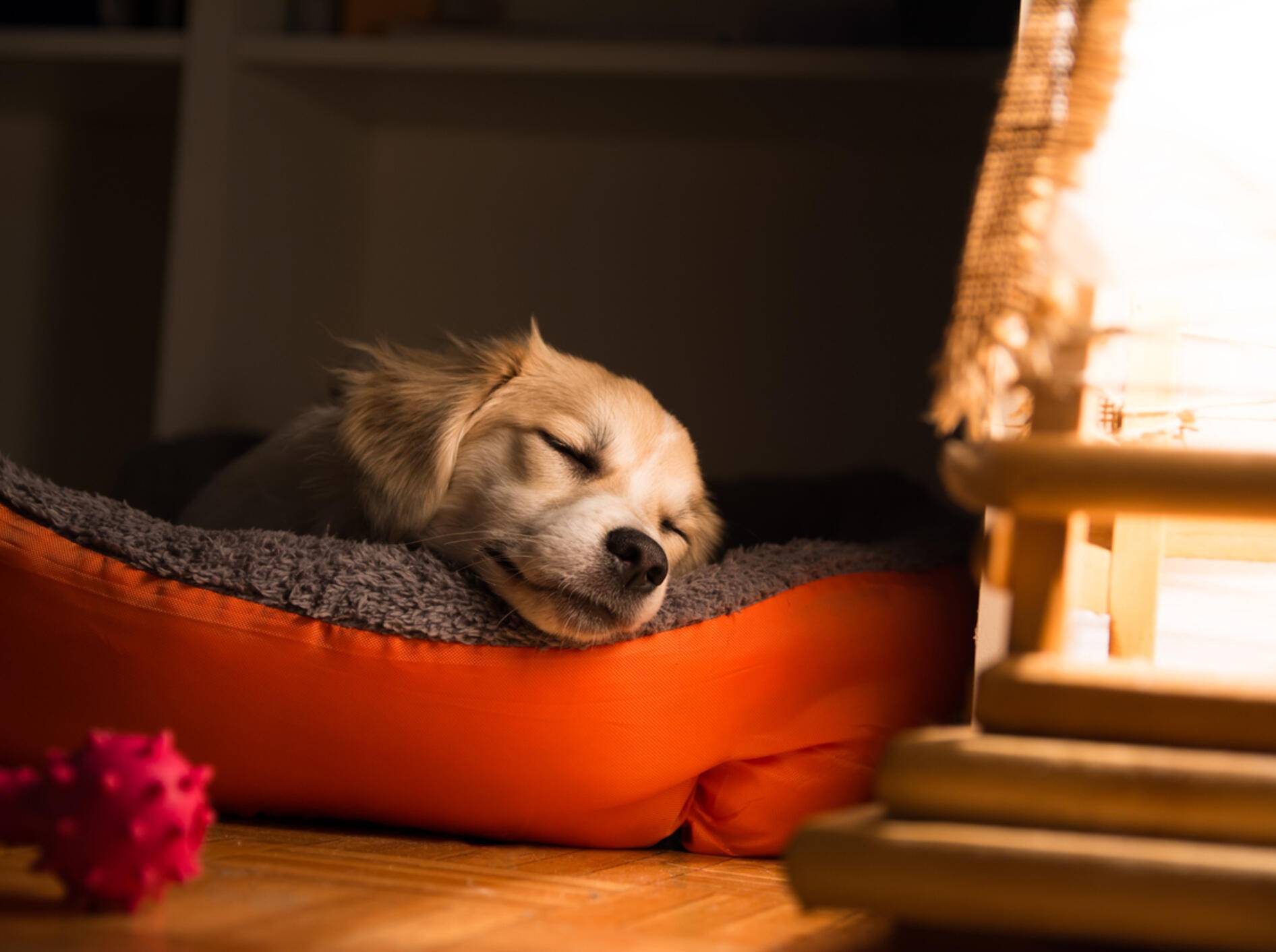Hunde ruhen viel, aber schlafen wenig. Damit sie erholsam schlafen, ist das richtige Hundebett wichtig.
