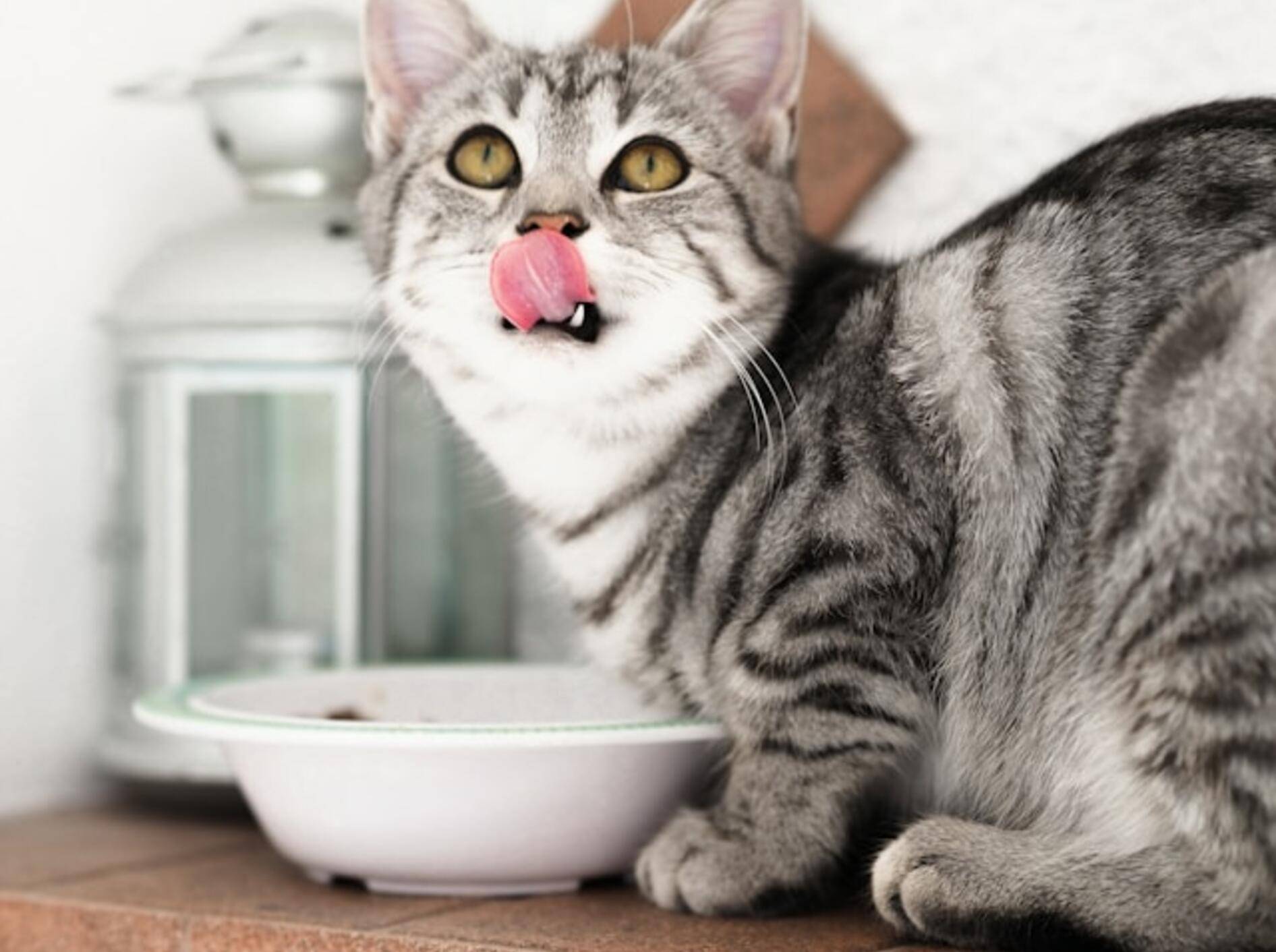 Gutes Futter für die Katze zu finden, ist nicht leicht. Wir helfen dabei.