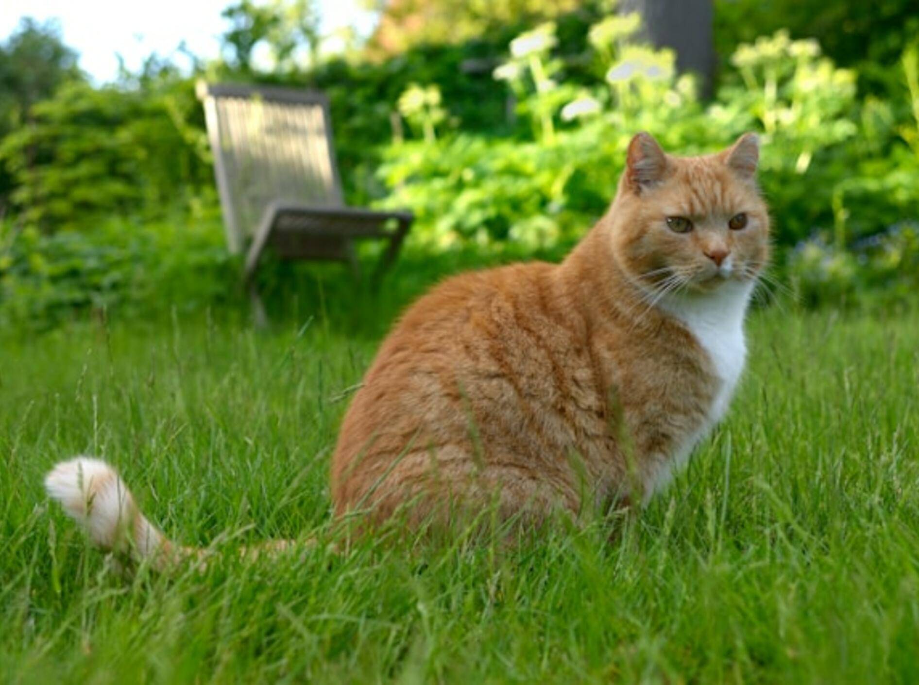 Damit es deiner Katze im Sommer nicht zu warm wird, kannst du paar Dinge beachten.