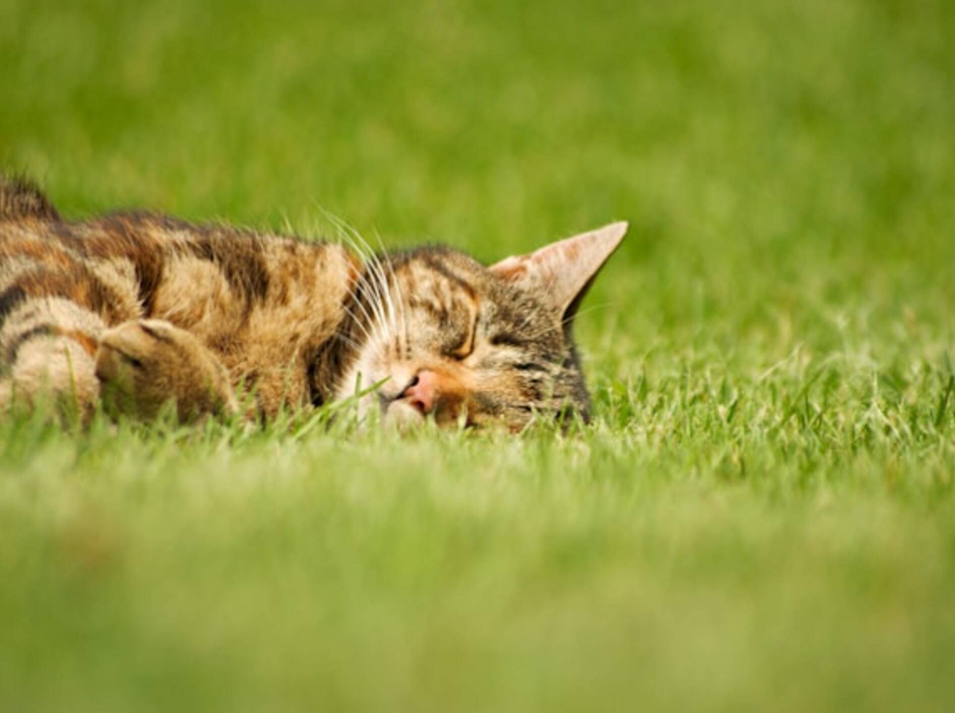 Katzen brauchen im Sommer Wasser, Schatten, wenig Aktivtät und LIebe.