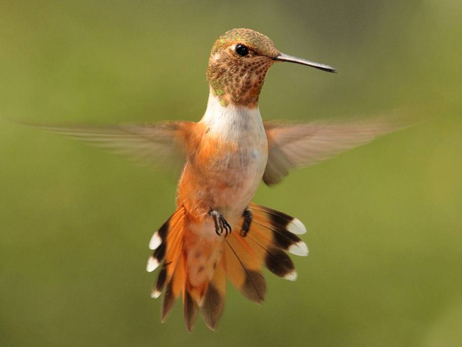 Knuffige Lebewesen Die Kleinsten Tiere Der Welt