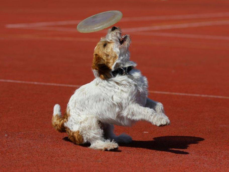 Kleines Kraftpaket: Jack Russell Terrier in Aktion Kleines Kraftpaket: Jack Russell Terrier in Aktion