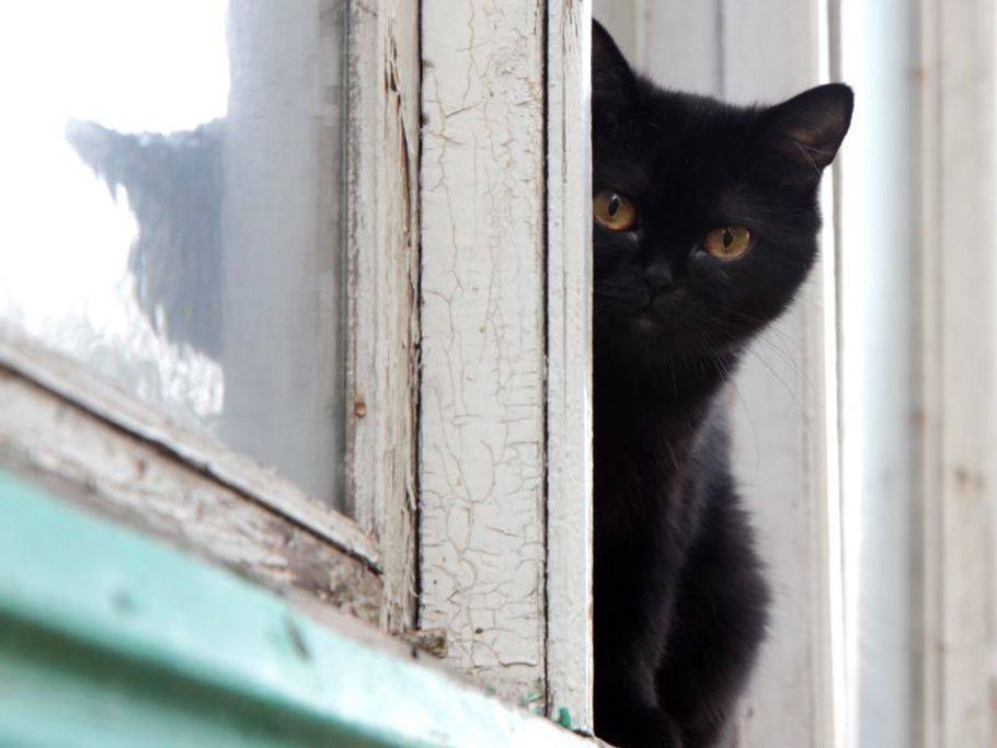 Ganz Schon Gruselig Schwarze Halloween Katzen