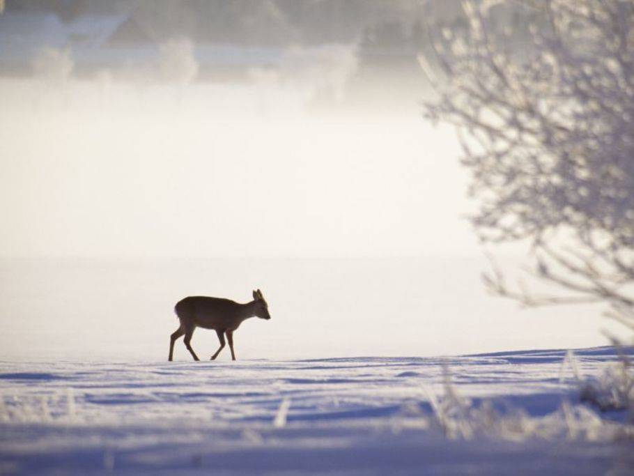 Tiere Im Winter Schone Bilder An Kalten en