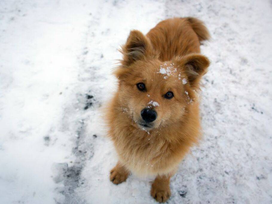 Http Www Ennetseeklinik Ch Domains Ennetseeklinik Ch Data Free Docs Pfoten Und Ballenveraenderungen Pdf