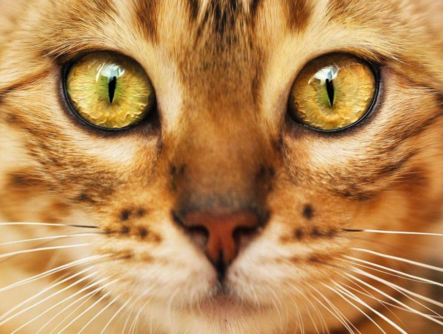 Katze Verklebte Augen Hausmittel