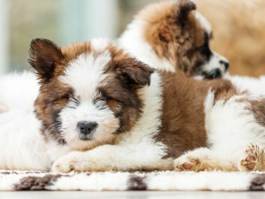 original wolke 7 hundebett Wolke 7 Hundebett - Das Original main image 0