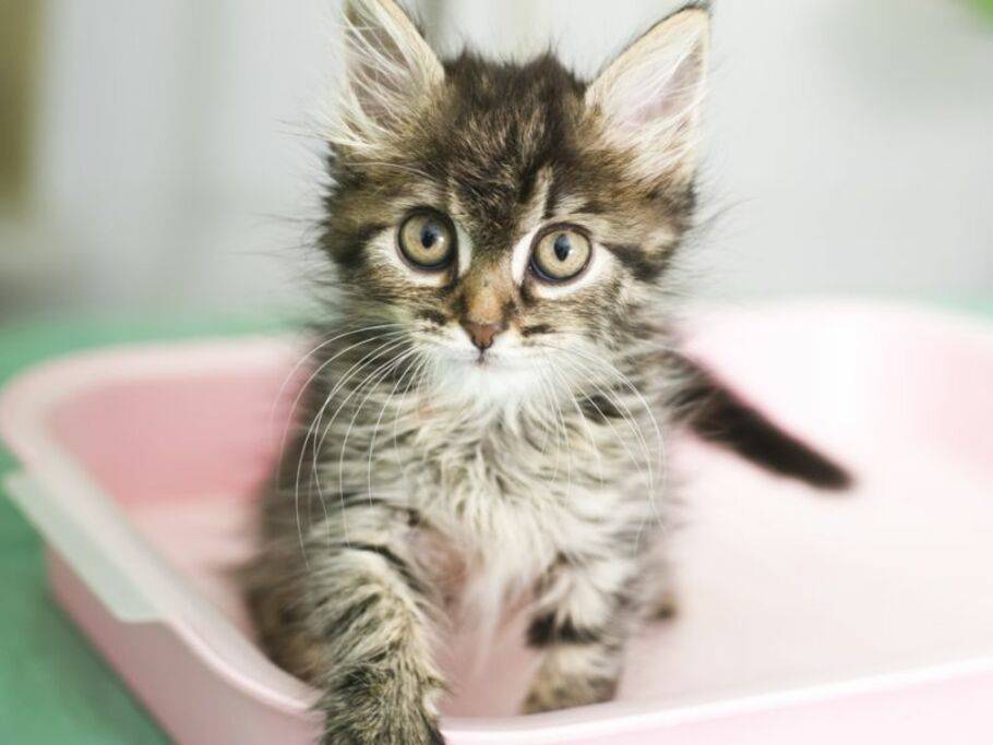 Katzenstreu "Natur": Sparsam und umweltfreundlich