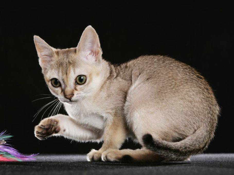 Singapura So Halten Sie Die Kleine Katze