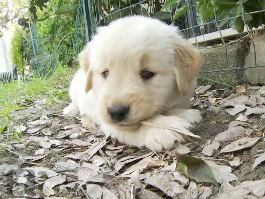 Niedliche Golden Retriever In Aktion