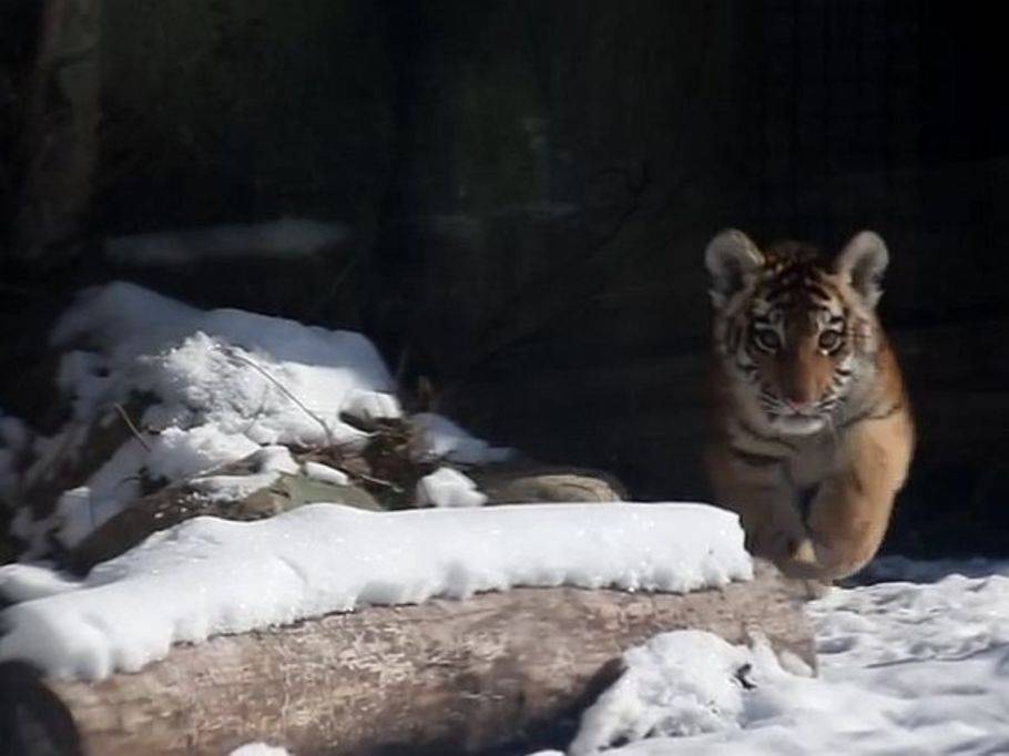 Tiger Und Lowenbaby Sehen Zum Ersten Mal Schnee