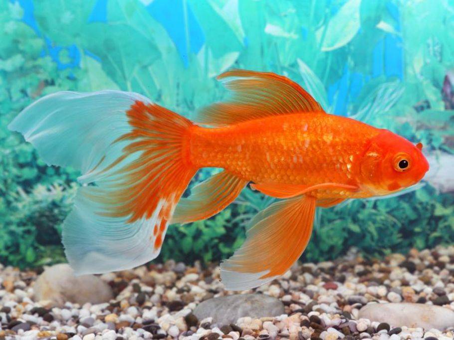 Koki Oder Indonesischer Goldfisch Oder Cyprinus Carpii Im Mini-Sauerstoff- Aquarium. Bekannt Als Indonesisches Lieblingstier Stock Footage - Video von  gold, vieh: 255651760
