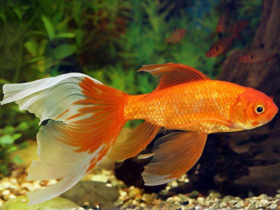 Goldfische Beliebte Kleine Susswasserbewohner