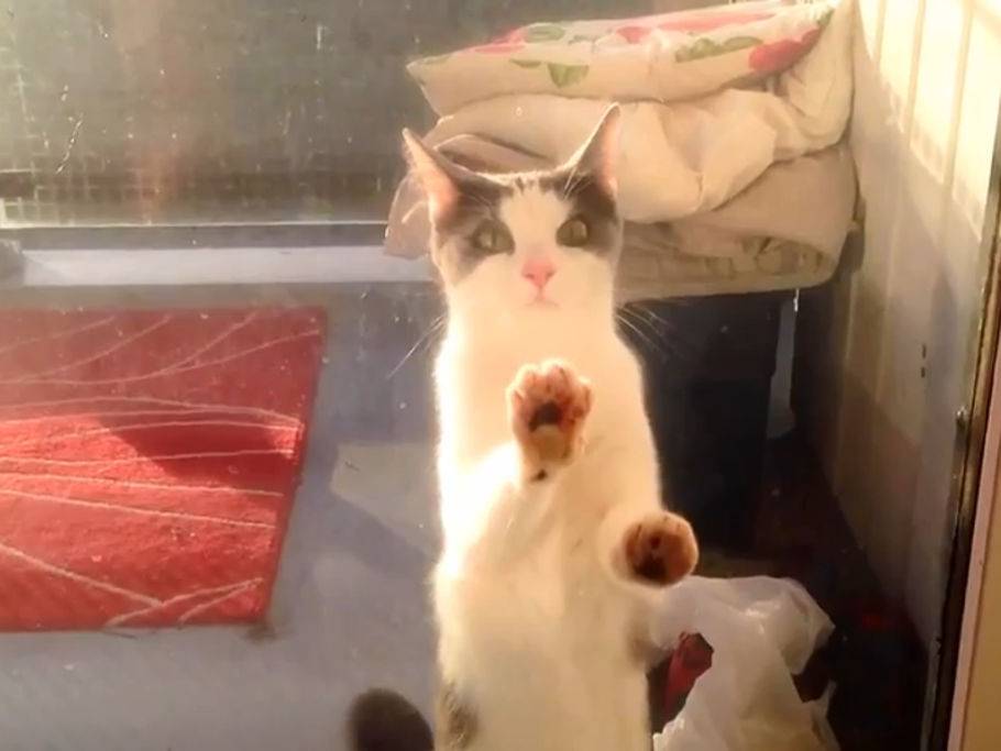 Katze Kratzt An Fensterscheibe