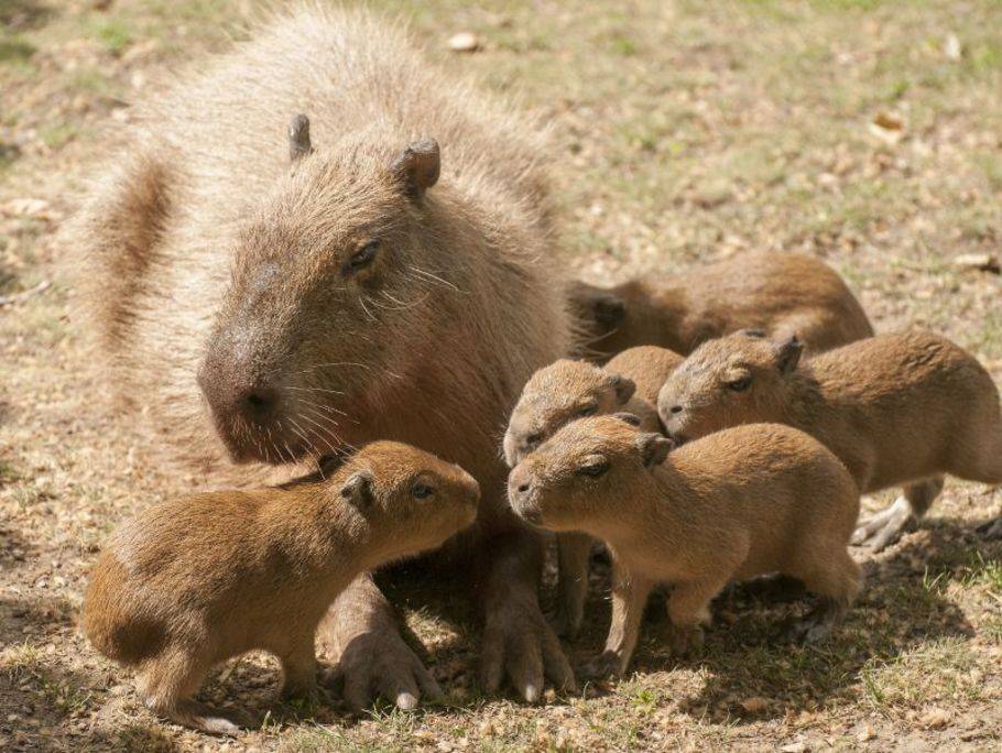 Capybara: Das größte Nagetier der Welt