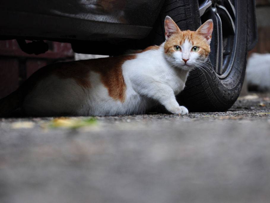 Was Tun Gegen Katzen Auf Dem Auto