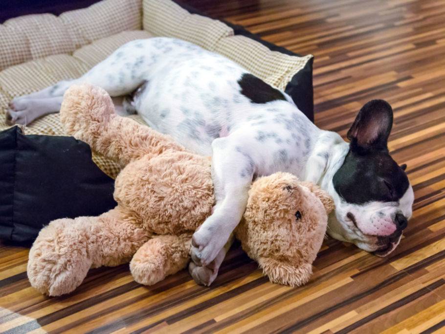 Verspielte Hunde Nicht Ohne Mein Kuscheltier