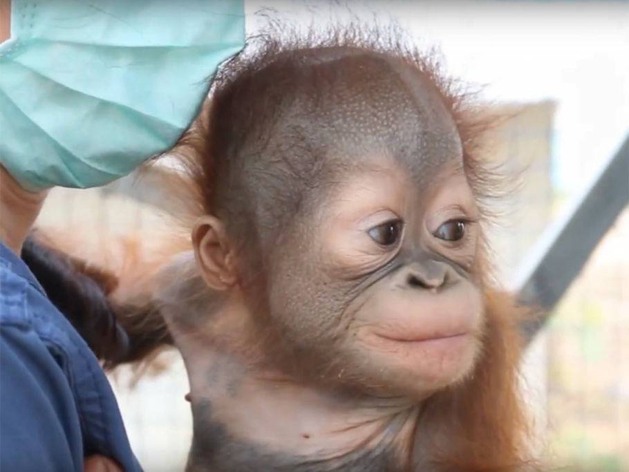 Kleines Orang Utan Baby Klettert Zum Ersten Mal