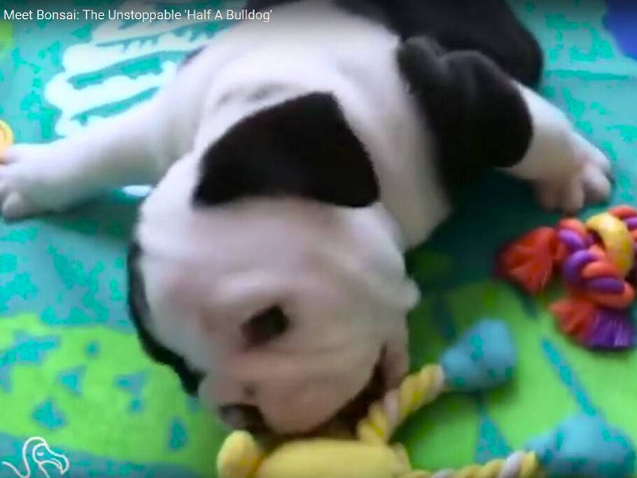 Bulldogge mit Handicap liebt das Leben