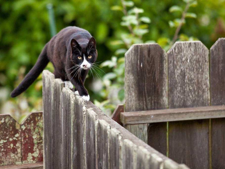 Ratgeber - Katzenschreck wird oft auch für die Nachbarn zu einer Plage