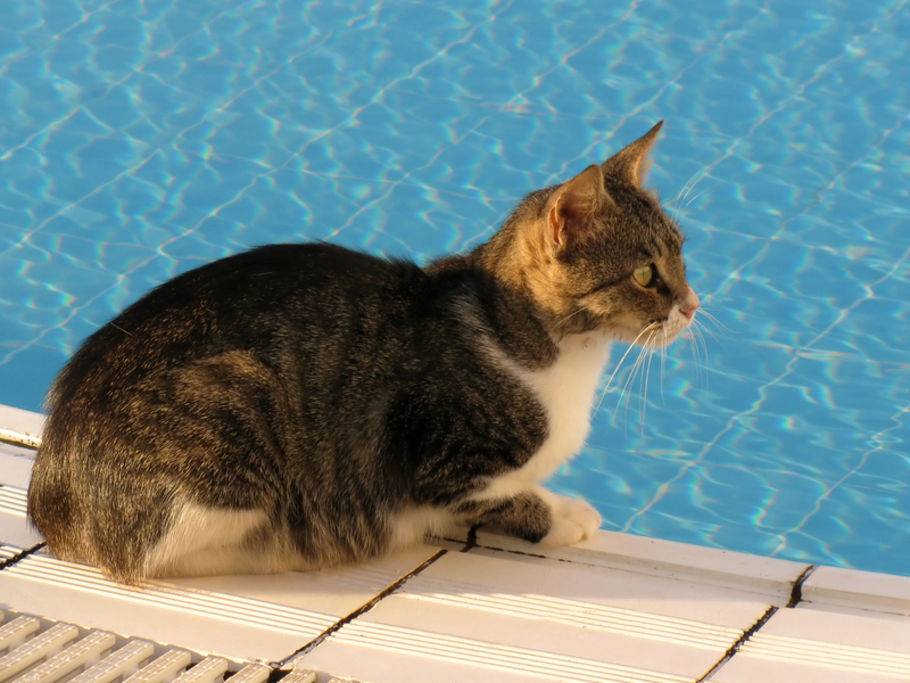 Katze Geht Schwimmen