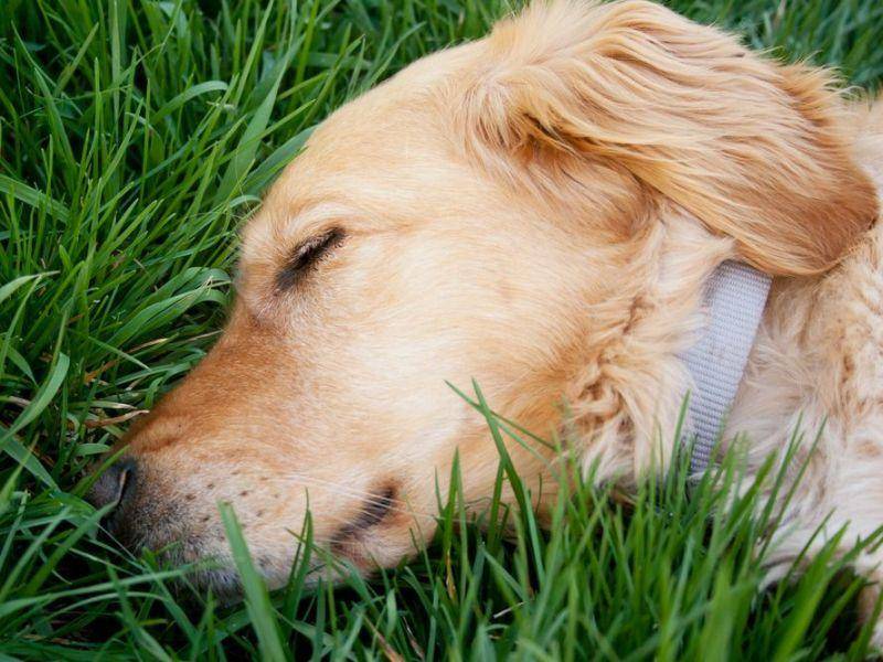 Golden Retriever Hund schläft auf der Wiese