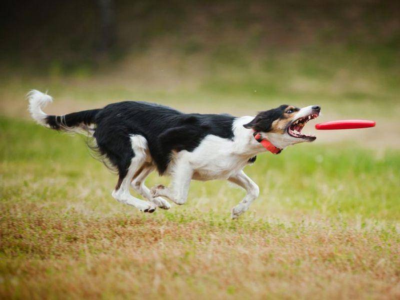 Border Collie Hund jagt Frisbee