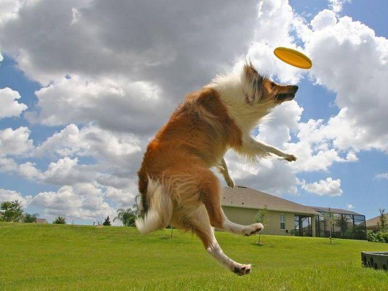 Collie Hund springt nach Frisbee Scheibe