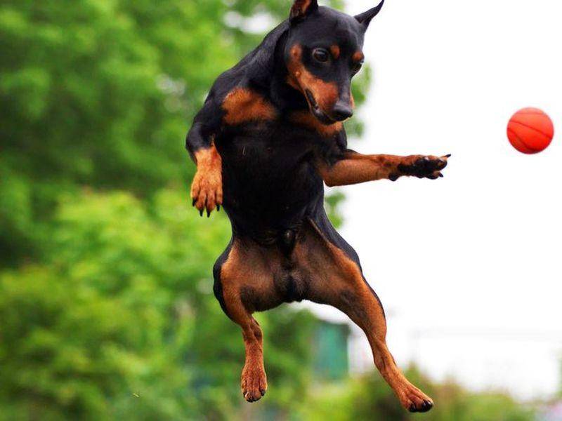 Dobermann Hund springt nach einem Ball