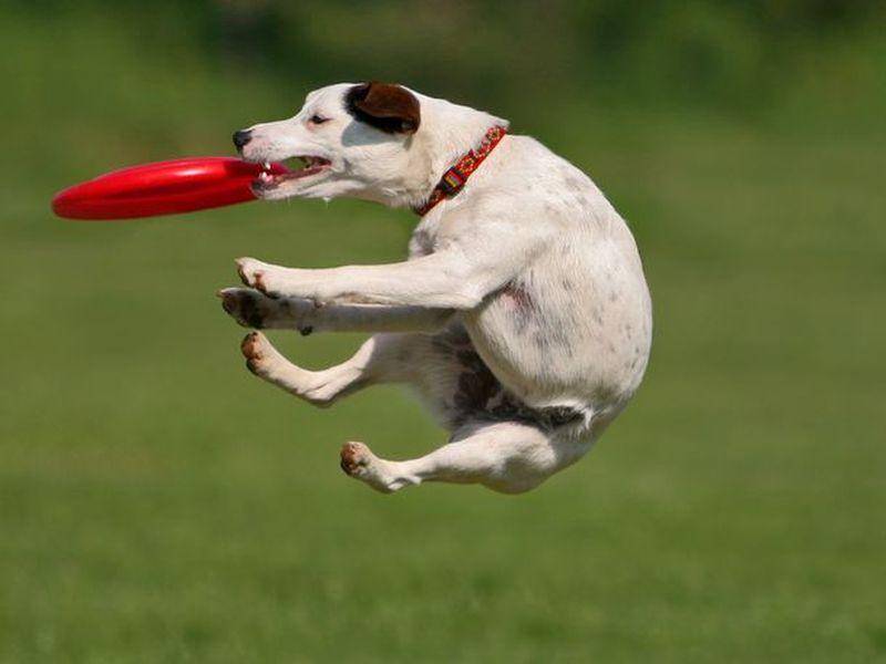 Jack Russell Hund im Flug