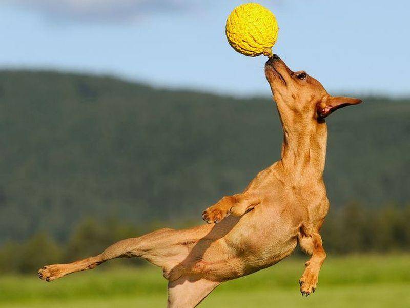 Mini Pinscher Hund springt nach seinem Ball