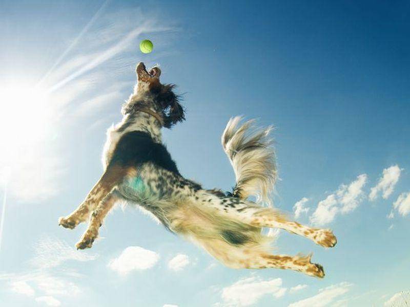 Mischlingshund springt hoch hinaus, um einen Ball zu fangen.