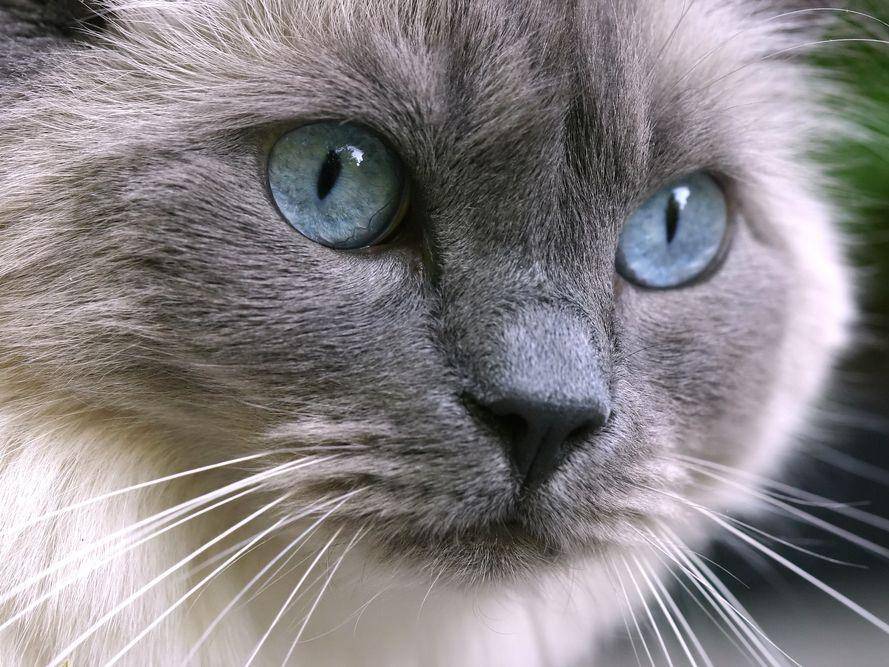 Ragdoll Katze Sanfter Riese Mit Blauen Augen